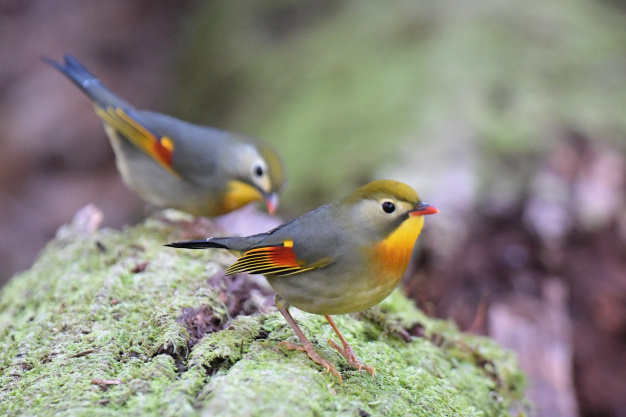 今日の鳥見