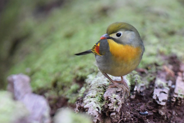 今日の鳥見