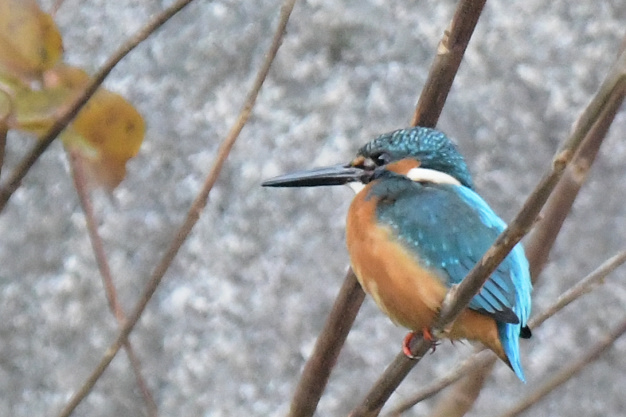 今日の鳥見