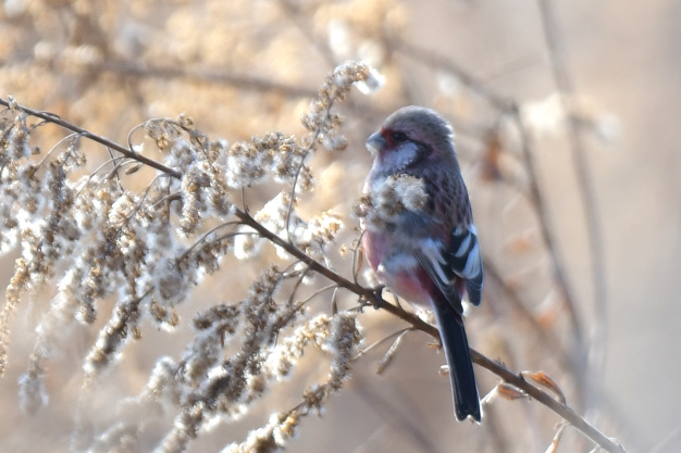 今日の鳥見