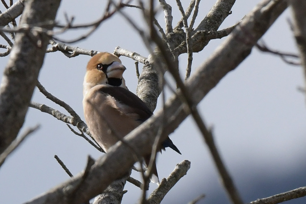 今日の鳥見