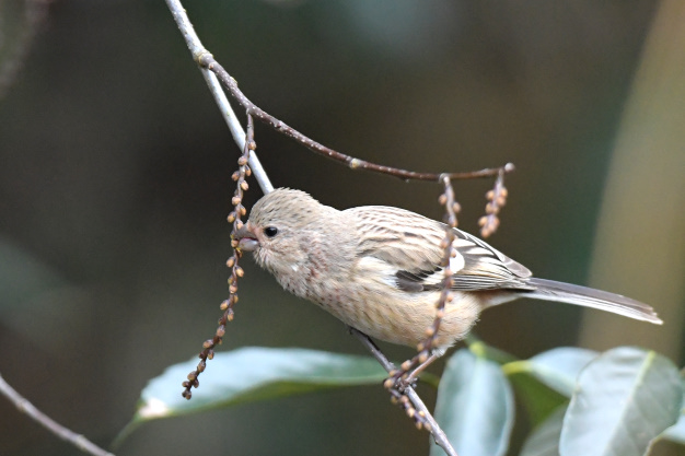 今日の鳥見