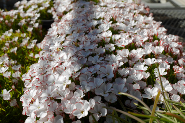 オキザリスパーシカラー