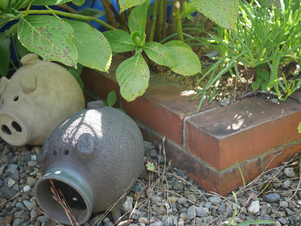 庭のカナヘビ。