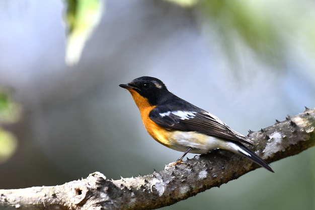 先月の鳥見10/28①