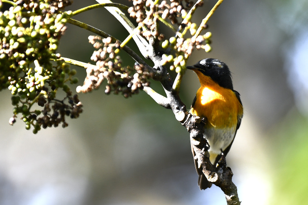 先月の鳥見10/28①