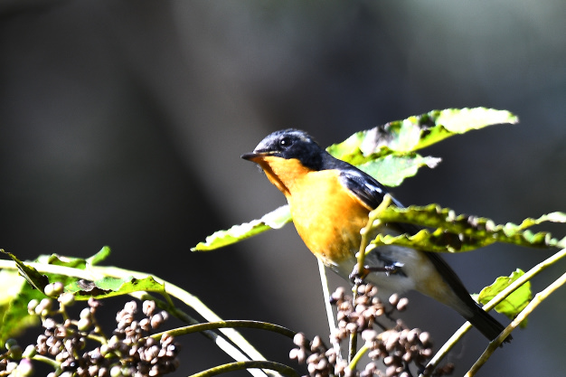 先月の鳥見10/28①