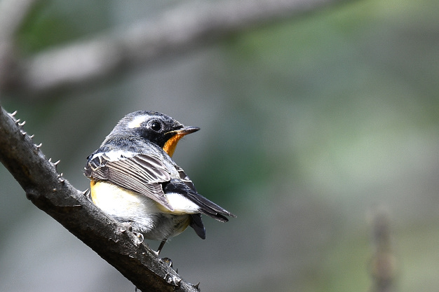 先月の鳥見10/28①
