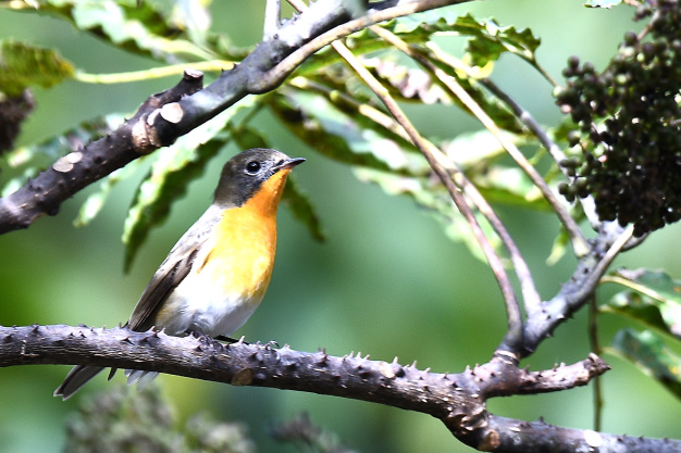 先月の鳥見10/28①