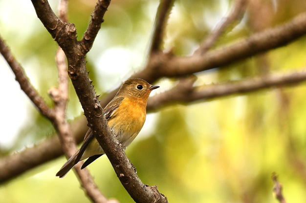 先月の鳥見10/28③