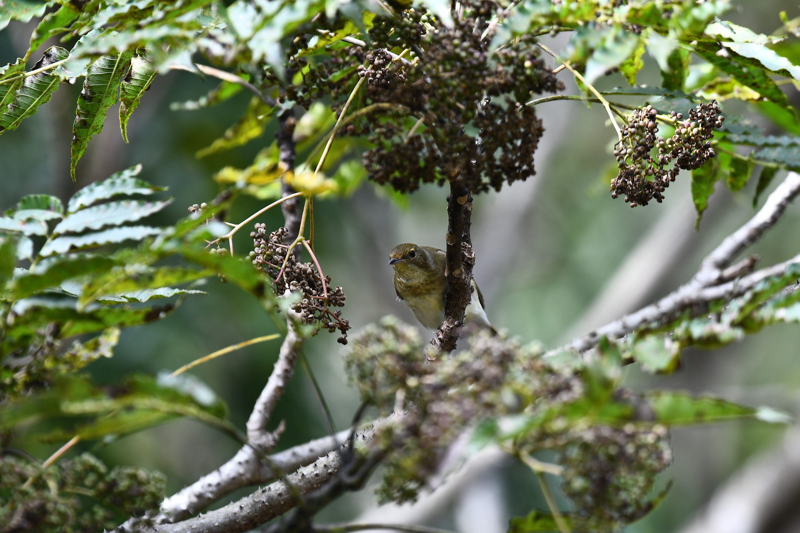 先月の鳥見10/28①