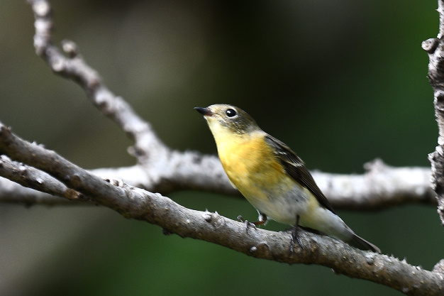 先月の鳥見10/28③