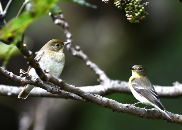 先月の鳥見10/28④