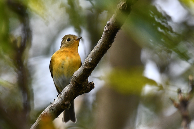 先月の鳥見10/28③