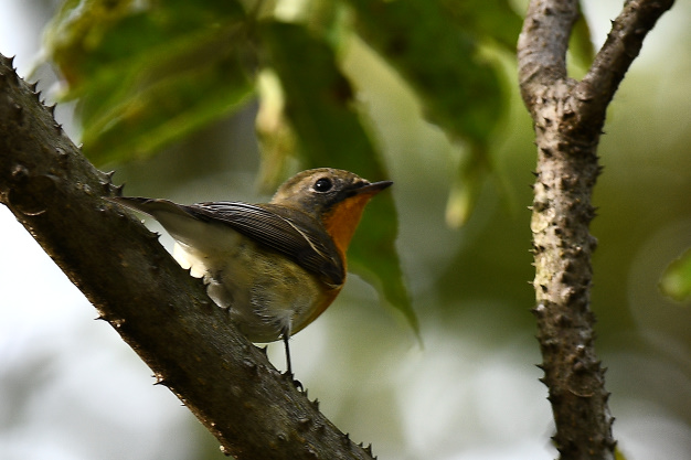 先月の鳥見10/28③