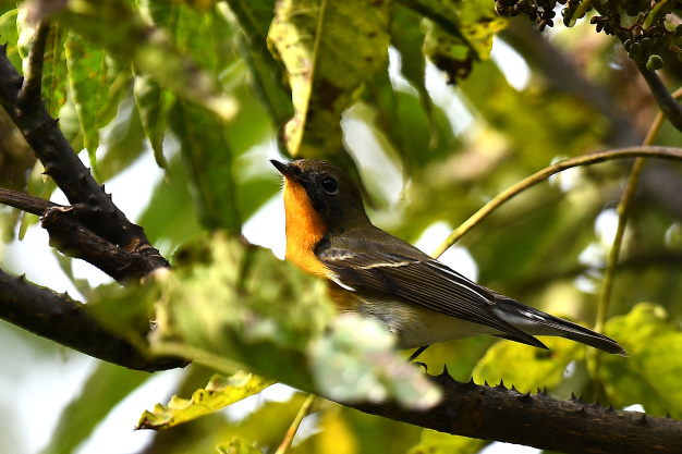 先月の鳥見10/28③
