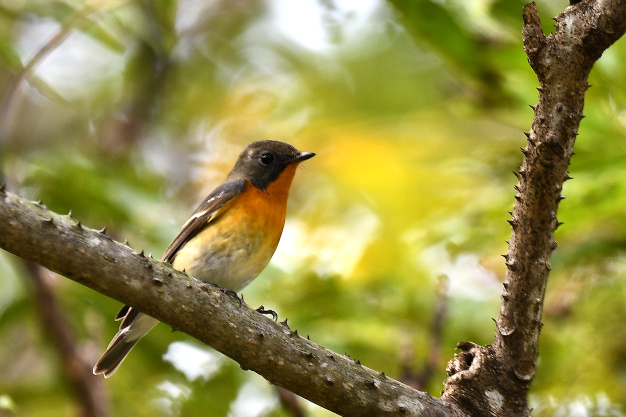 先月の鳥見10/28③