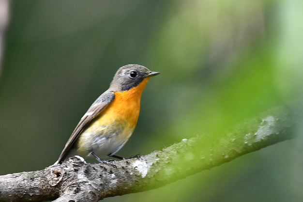 先月の鳥見10/28③