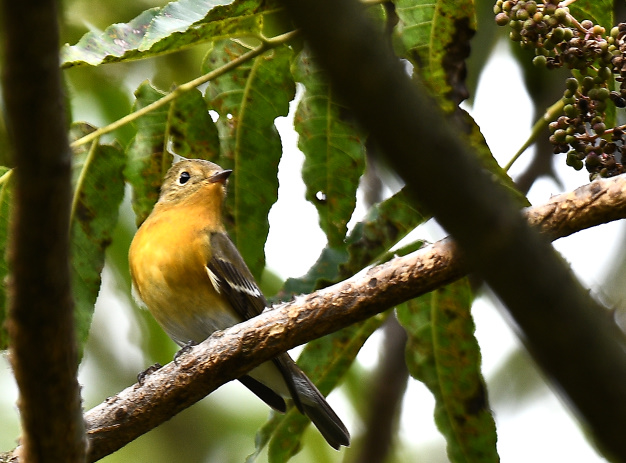 先月の鳥見10/28②