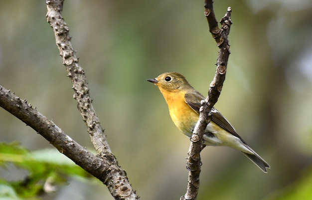 先月の鳥見10/28②
