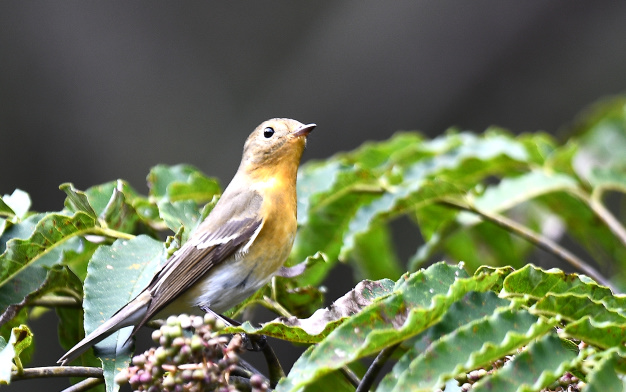 先月の鳥見10/28②