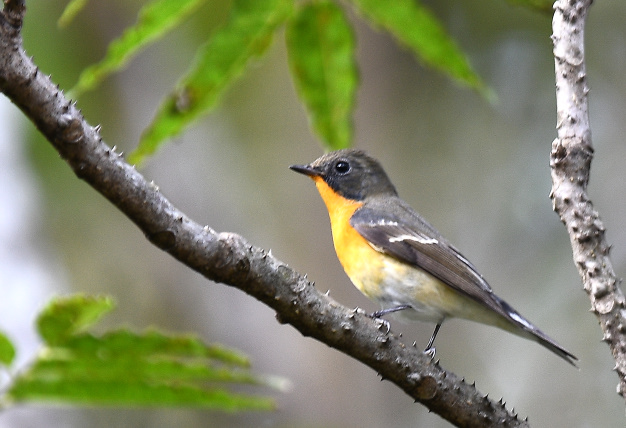 先月の鳥見10/28②