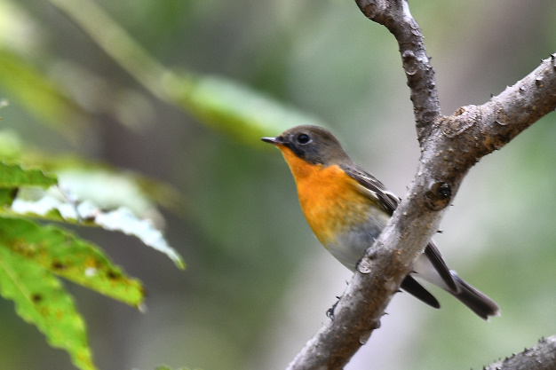 先月の鳥見10/28②