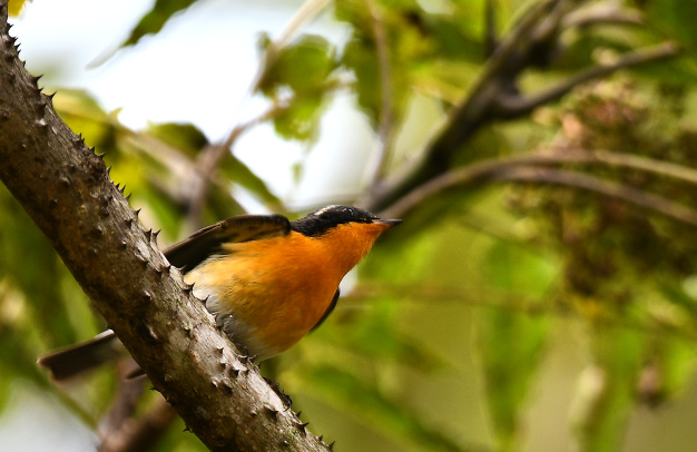 先月の鳥見10/28②