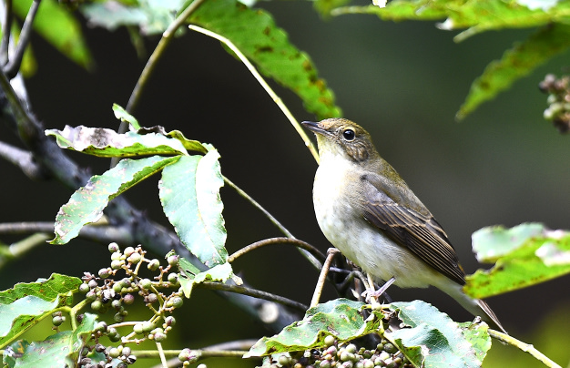 先月の鳥見10/28②