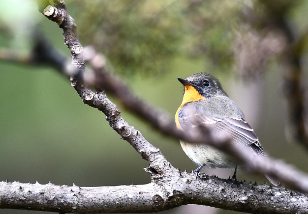 先月の鳥見10/28②