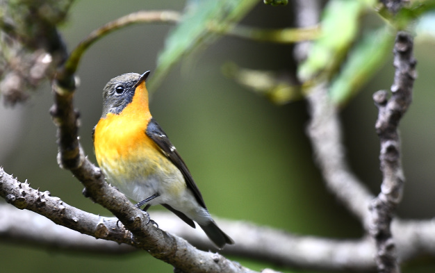 先月の鳥見10/28④
