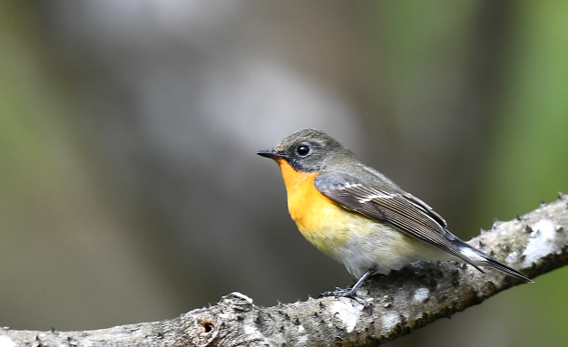 先月の鳥見10/28④