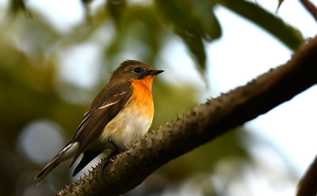 先月の鳥見10/28④