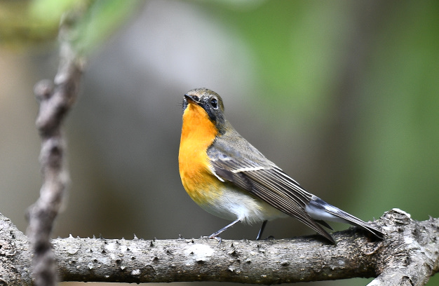 先月の鳥見10/28④