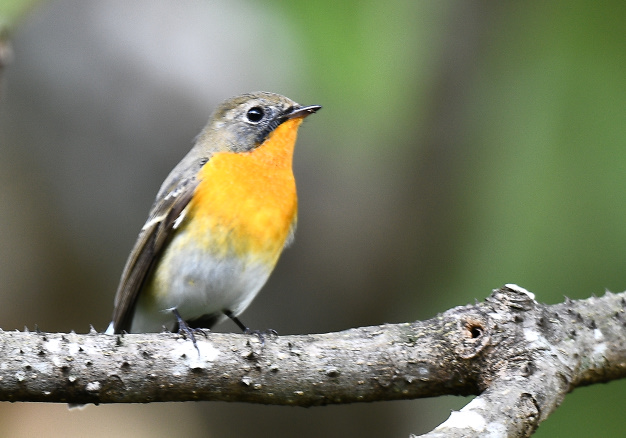 先月の鳥見10/28④