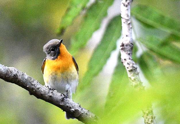 先月の鳥見10/28④