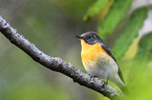 先月の鳥見10/28④