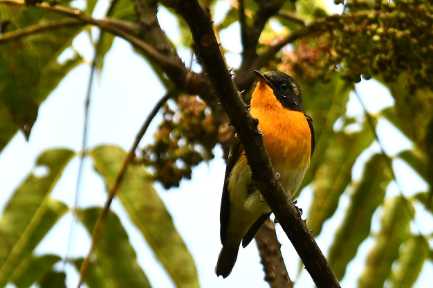 先月の鳥見10/30②
