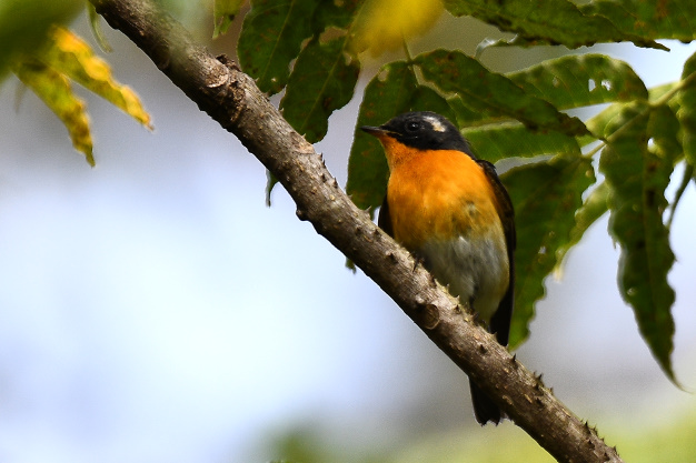 先月の鳥見10/30②