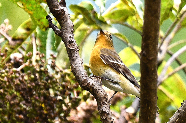 先月の鳥見10/30②
