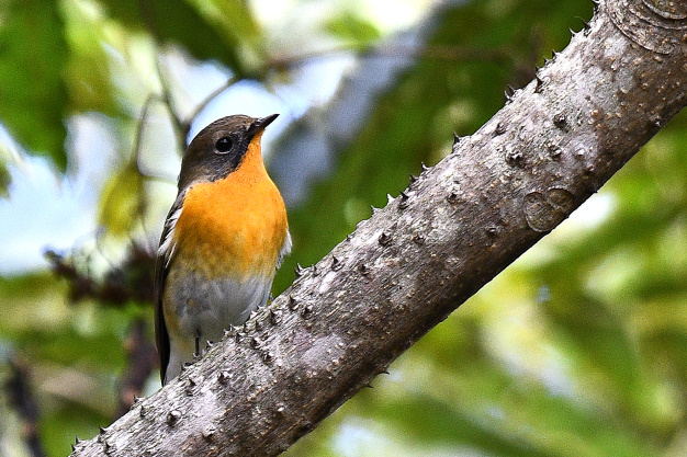 先月の鳥見10/30②
