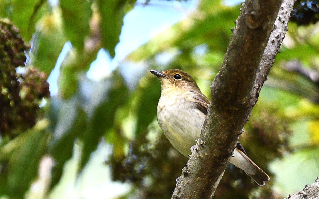 先月の鳥見10/30②
