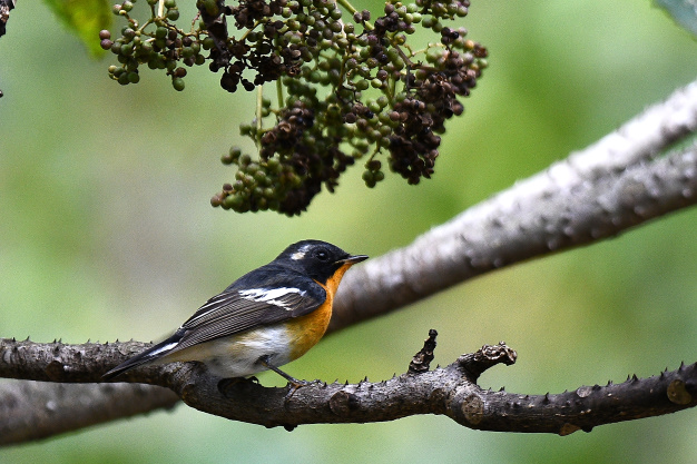 先月の鳥見10/30②