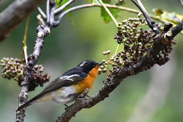 先月の鳥見10/30③