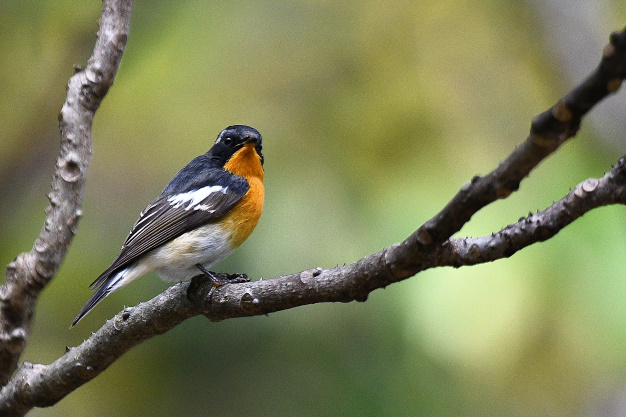 先月の鳥見10/30③