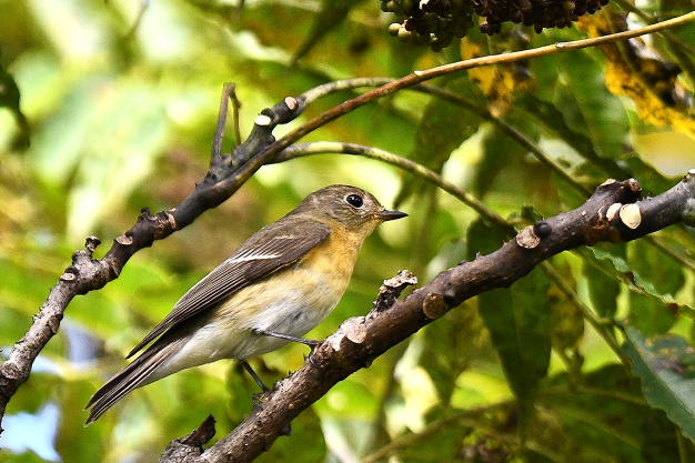 先月の鳥見10/30③