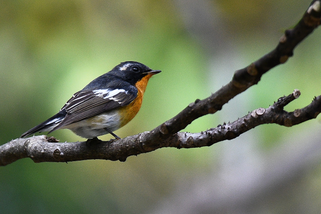 先月の鳥見10/30③