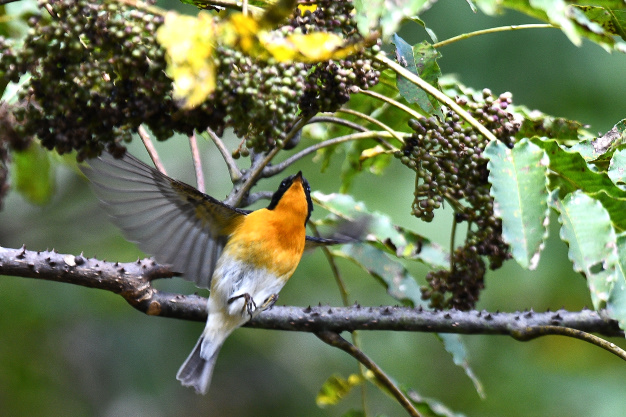 先月の鳥見10/30③