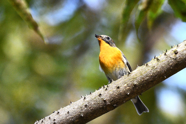 先月の鳥見10/30③