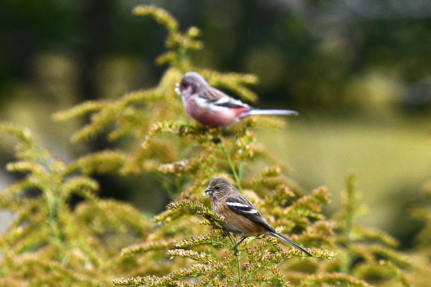 今日の鳥見